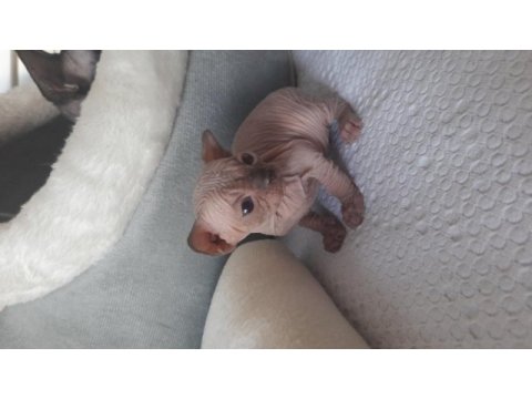 Die besten sphynx der welt