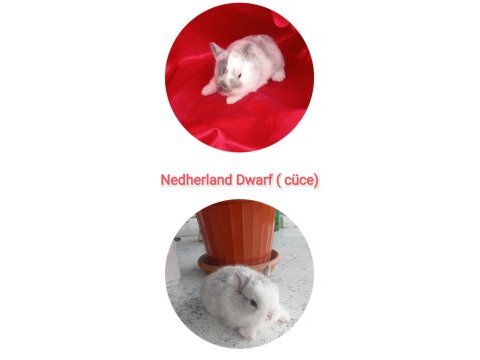 Cüce tavşan (nedherland dwarf)