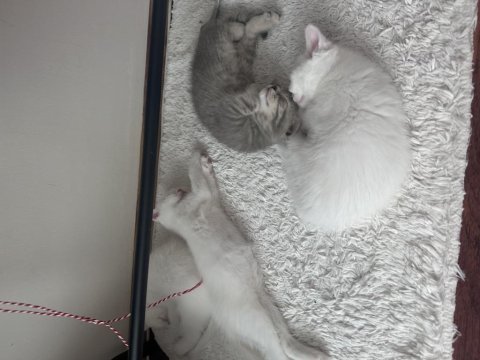 3 aylık british shorthair