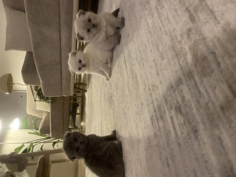 50 günlük scottish fold yavrular sahiplendirilecek