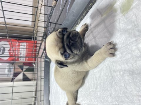 Yavru pug mops