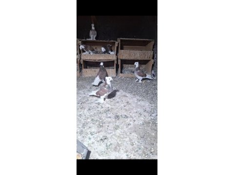 Harika alalar erkek dişi yavru damızlık güvercin