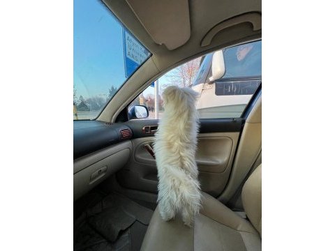 Terrier maltese