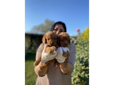 Safkan toy poodle köpeklerim
