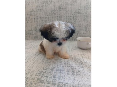 Orjinal tecup 2 aylık shih-tzu (şitsu) erkek
