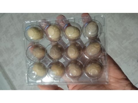 Kuluçkalık çin bıldırcın yumurtası