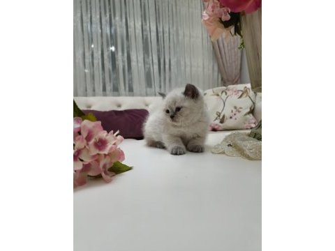 Britısh shorthair ve scottish fold bebekler