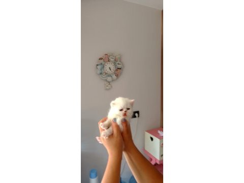 Yeni yuvamıza evimize kedimiz