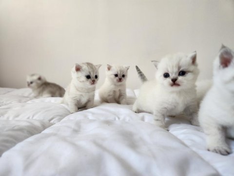 British shorthair yavrular