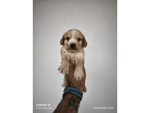 Maltipoo bebeklerimiz