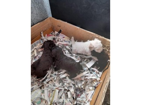 Sahibinden poodle yavruları