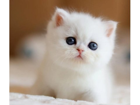 Masmavi gözlü ns1133 british shorthair