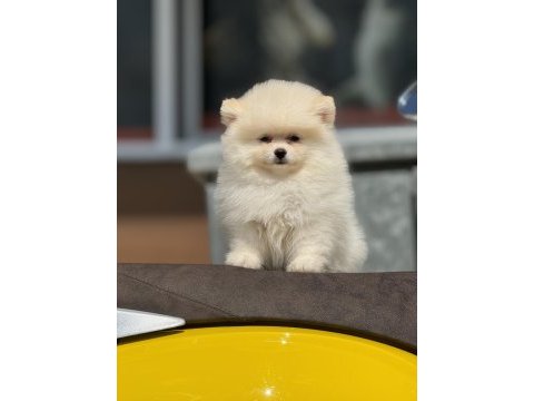 Ankarada ziyarete açık pomeranian boo yavrular