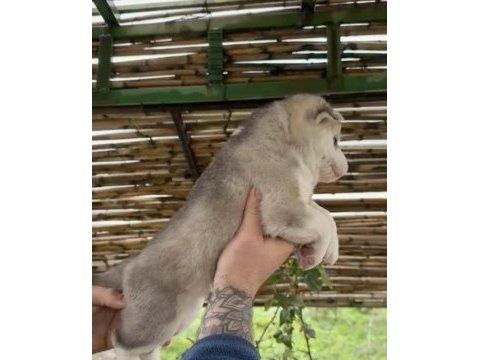 Husky bebekler