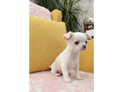 Şivava (chihuahua) yavrusu