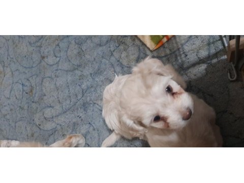 Minnaklar maltipoo