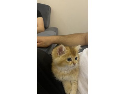 Scrli ny11 british shorthair yavrum
