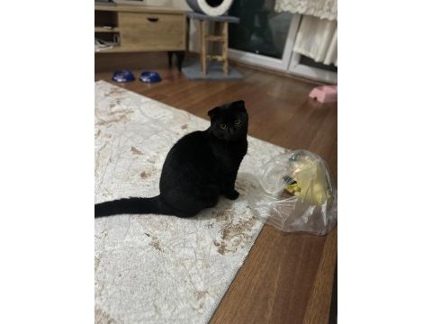 Çok akıllı temas bağımlısı scottish fold