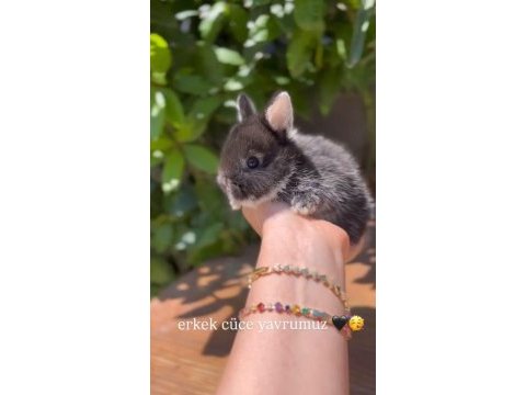 Hollanda mini lop cüce tavşan her ile gönderim