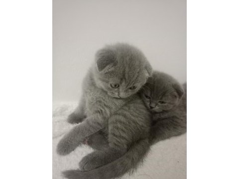British shorthair minnoşlar yavru kediler 55 günlük