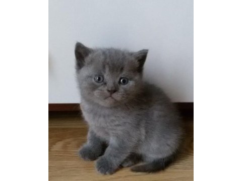 Scottish fold british siyam yavru çeşitler mevcuttur