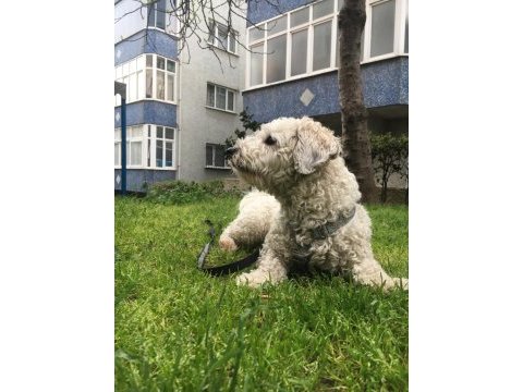 Maltipoo oğluma yeni yuva