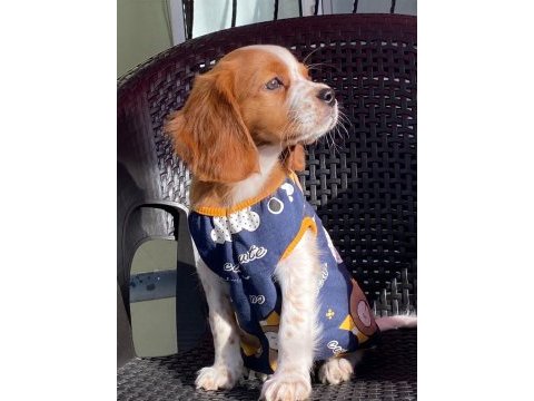 Safkan cavalier king charles (eğitimli)