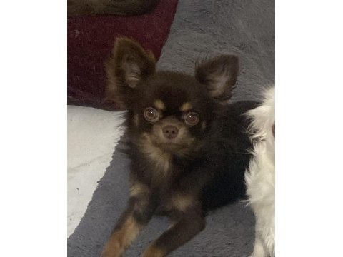 Çok tatlı bihter çikolata chihuahua