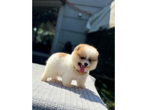 Party color pomeranian boo yavrumuz