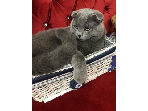 İki tane karnesi scottish fold var çok uysal