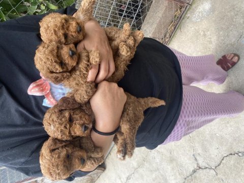 Toy poodle bebekler