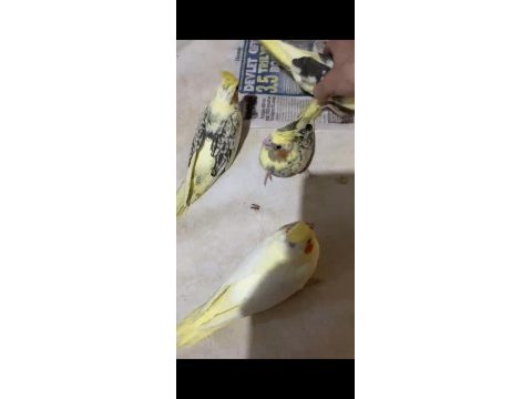 Bebek alışkın sultan papağanları
