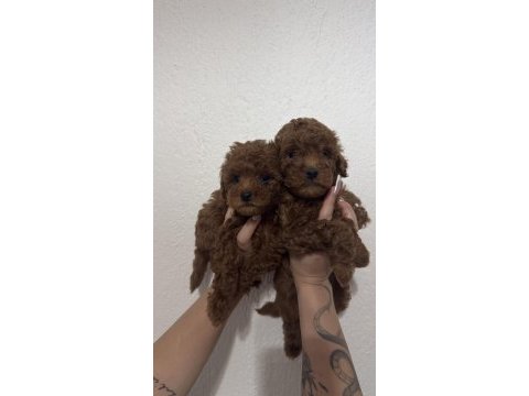 2 adet erkek toy poodle 55 günlük