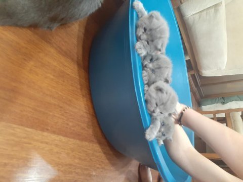 Yavru safkan ingiliz british shorthair