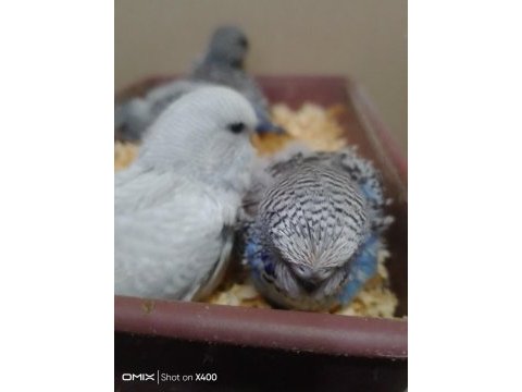 Jumbo muhabbet kuşu bebekler