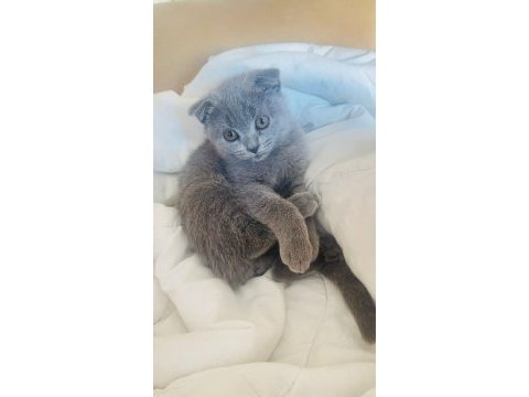 Poncik british shorthair prenses