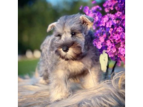 Fcı şecereli miniature schnauzer