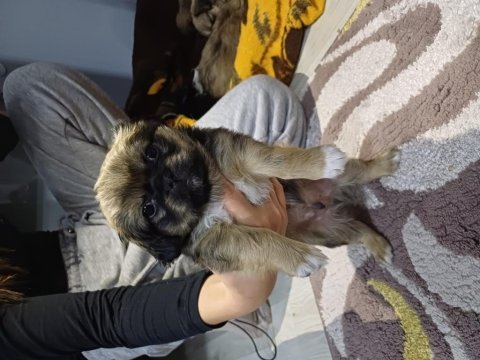 45 günlük pekinez köpekler