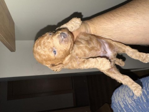 Toy poodle dişi ve erkek 2 aylık