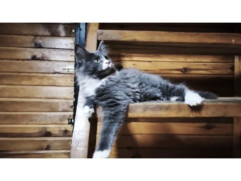 Tüm aşı ve belgeleri eksiksiz şecereli safkan maine coon