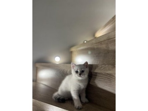 Brıtısh shorthair sılver yavrularım