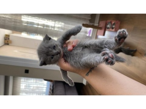 Orijinal ırk scottish fold