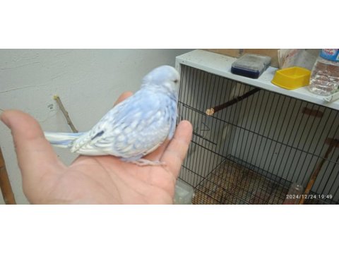 Jumbo ve çek muhabbet kuşu yavruları