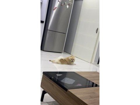 8 aylık pomeranian