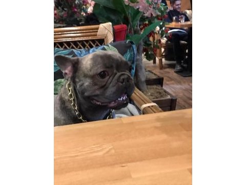 Farklı bir aurada french bulldog
