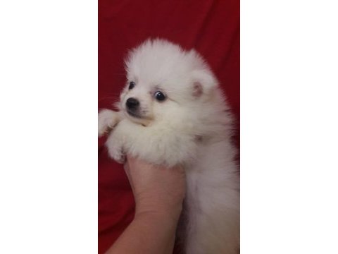 Mini pomeranian spitz yavruları