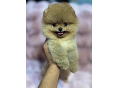 Orjinal pomeranian boo bebekler