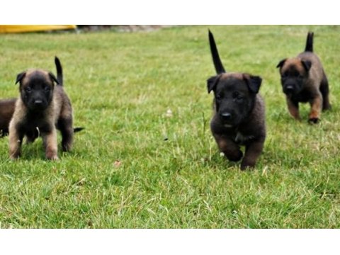 Mükemmel belçika malinois yavrular