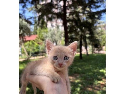 1,5 aylık ücretsiz melez sarman