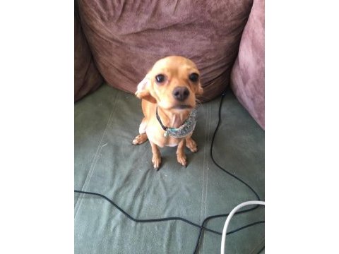 Sevimli köpeğimiz kukimizi sahiplendirmek istiyoruz